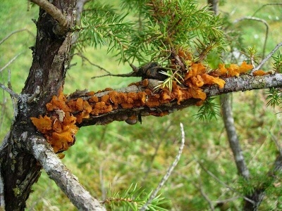 Gymnosporangium; Theo Ruissen