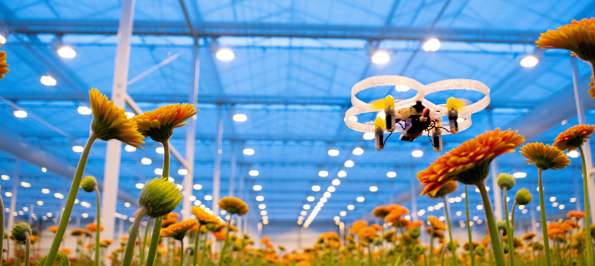 Drones tegen turkse mot in gerbera en chrysant